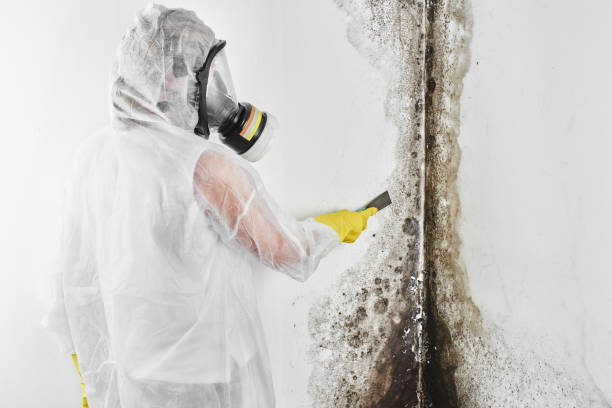 Best Attic Mold Remediation in Vancouver, WA