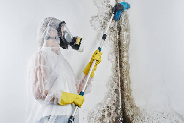 Best Crawl Space Mold Remediation in Vancouver, WA