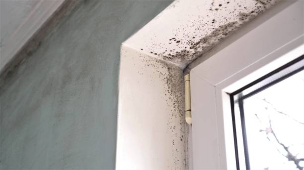 Best White Mold Remediation in Vancouver, WA