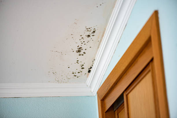 Trusted Vancouver, WA Mold Remediation Experts