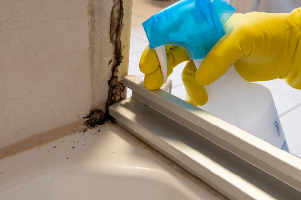 Best Mold Testing and Inspection Services in Vancouver, WA