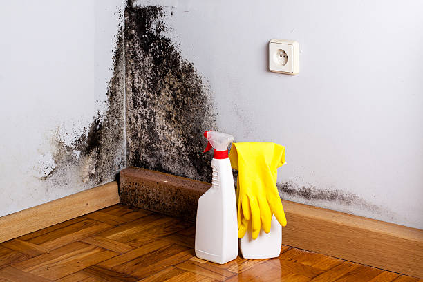 Best Commercial Mold Remediation in Vancouver, WA